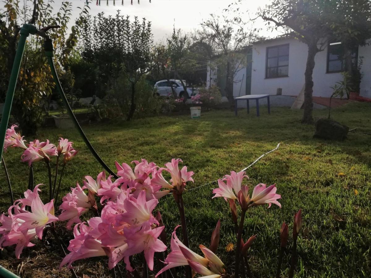 Casa Rural Limon Y Sol Sauzal Exteriör bild